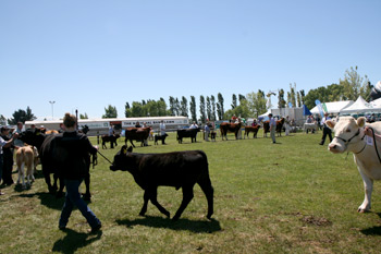 ニュージーランドの牛