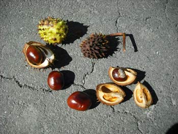 違う栗 Horse chestnuts